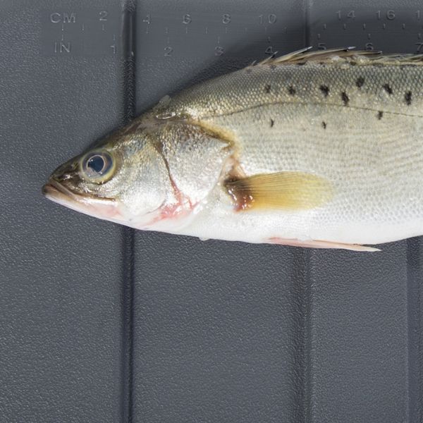 Icemaster køle/is boks Pro 50 L L-70cm B-37cm H-38cm